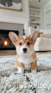 Вельш-корги