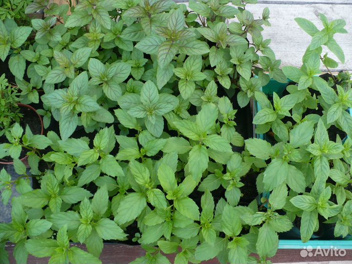 Мята сортовая (Шоколадная, Марокканская, Курчавая)