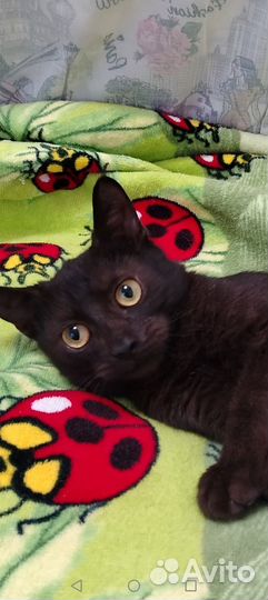 Мальчик Черныш