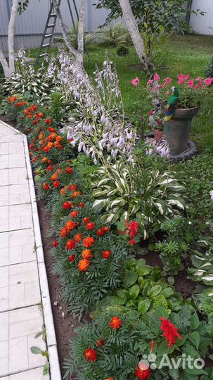 Хосты и примулы