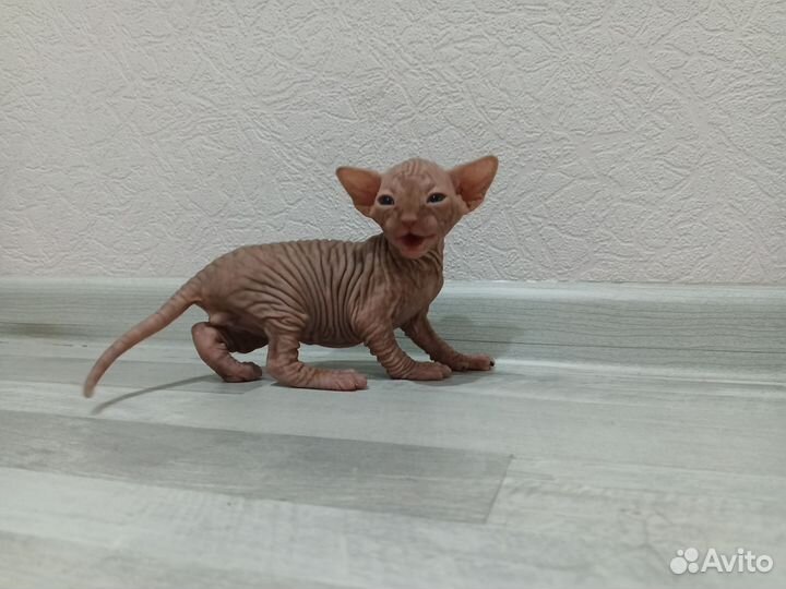 Канадский сфинкс