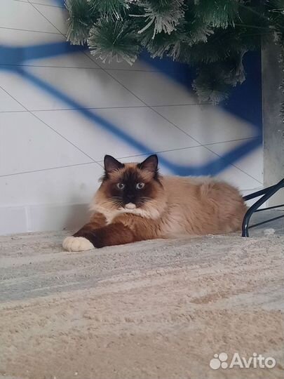 Кот рэгдолл вязка