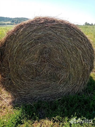 Сено в тюках