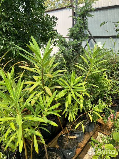 Олеандр белый