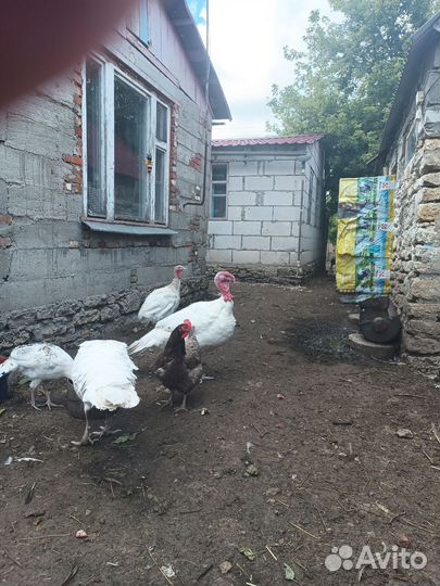 Индюки домашние