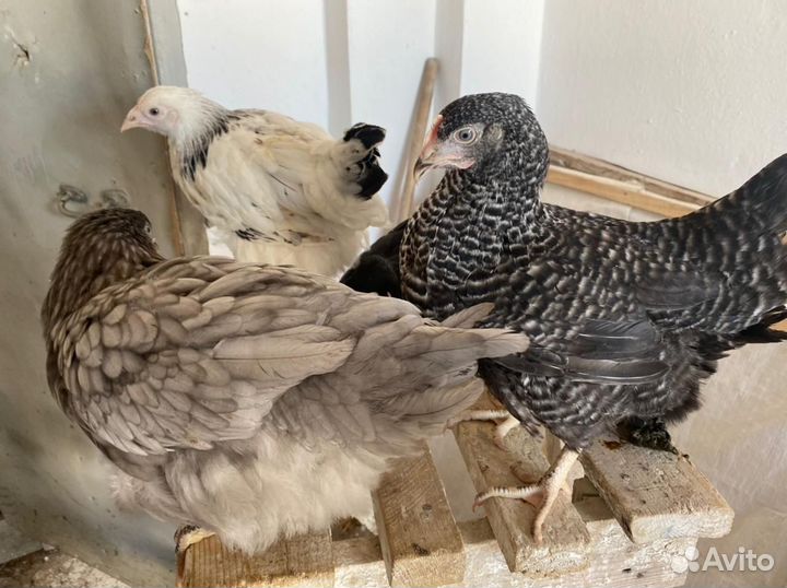 Куры несушки и петухи