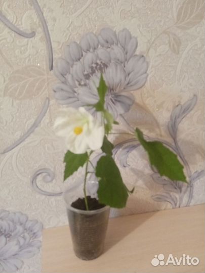 Церапегия, Фикус Барок, Филодендрон