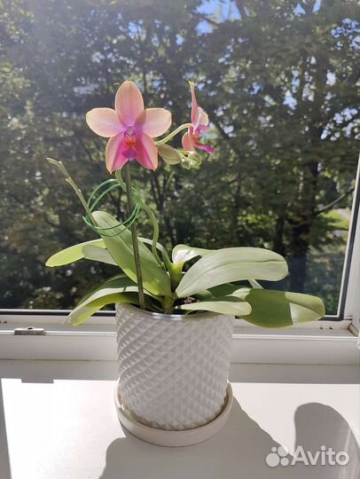 Орхидея фаленопсис Лиодоро