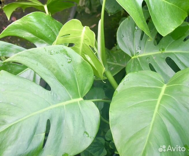 Монстера делициоза