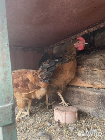 Петухи 4 месяцы Кучинские