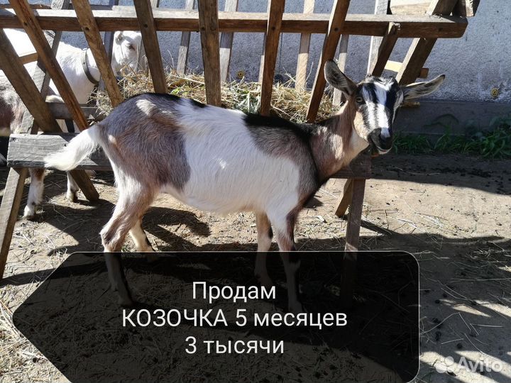 Коза нубийская