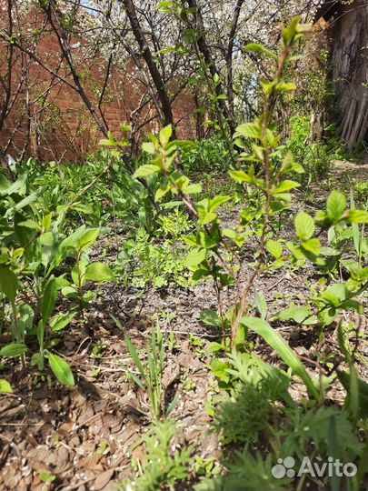 Привезу бесплатно саженцы вишни