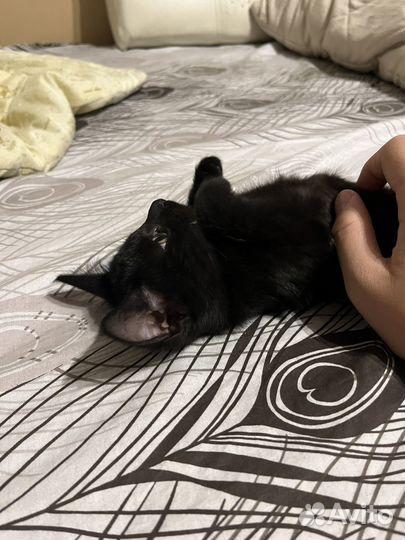 Отдам котят