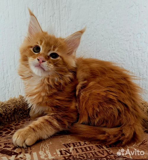 Котята мейн-кун