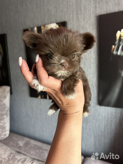 Мини эксклюзифффчик девчуля