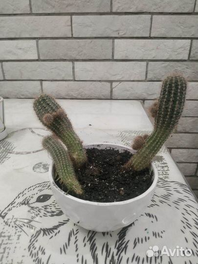 Отдам кактусы