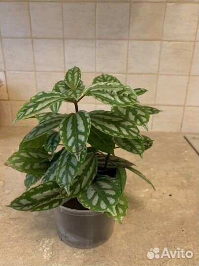 Пилея кадье