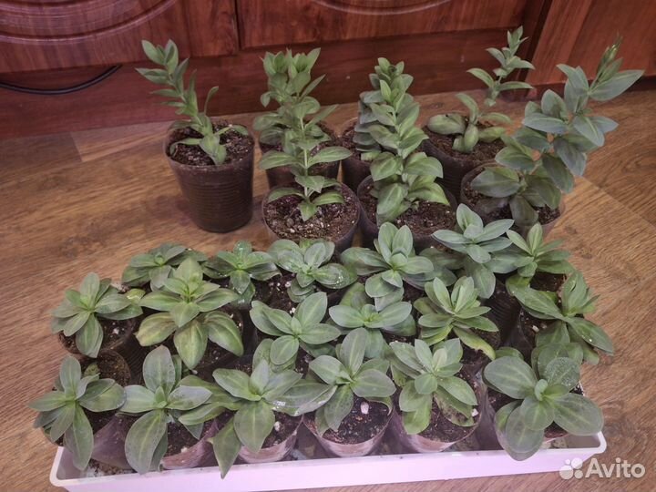 Эустома рассада