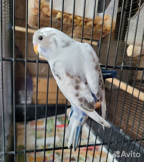 Птенцы волнистый попугай Абсолютно ручные