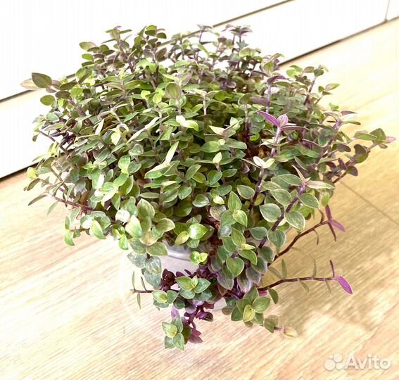 Каллизия Gold. Оксалис (Кислица )