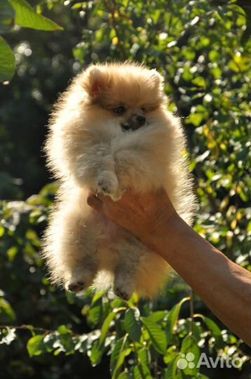 Щенки померанского шпица