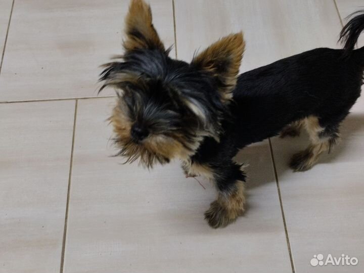 Йоркширский терьер мини