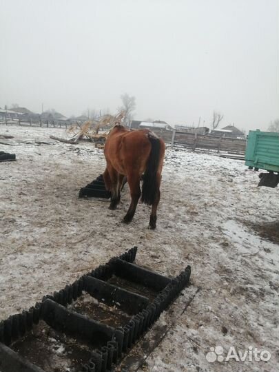 Кобыла в круг обученная спокойная