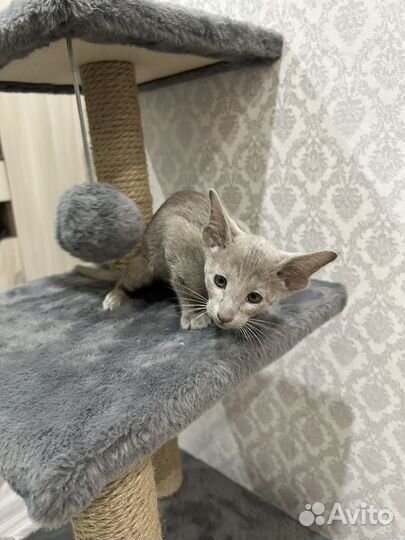 Ориентальные котята