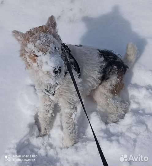 Фокстерьер для вязки
