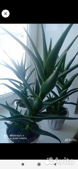 Алоэ лечебный