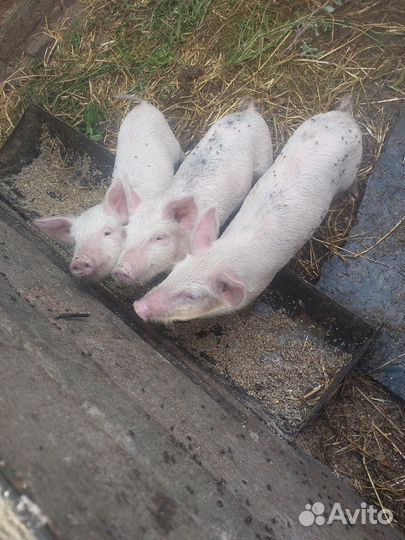 Продаются поросята. Стефанидар