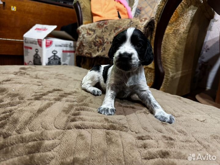 Русский гладкошерстный спаниель