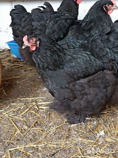 Петух Кохинхин