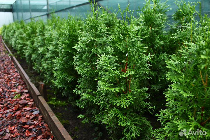 Туя западная колоновидная колумна 6-ти летка