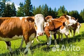 Коровы тёлки молодняк хряки вынужденный забой
