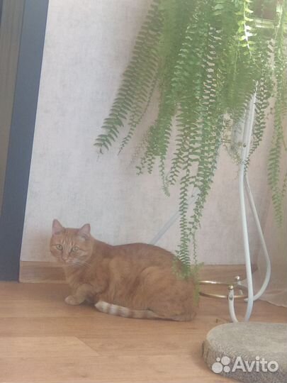 Кот рыжий