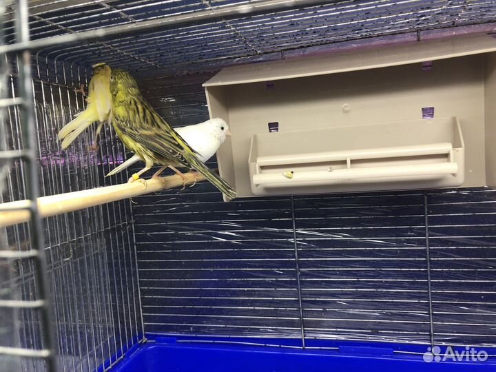 Кенара и канарейки