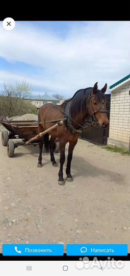 Кабыла рабочая