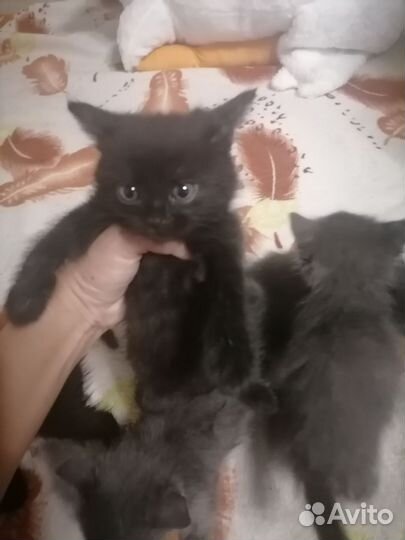 Котята в добрые руки бесплатно