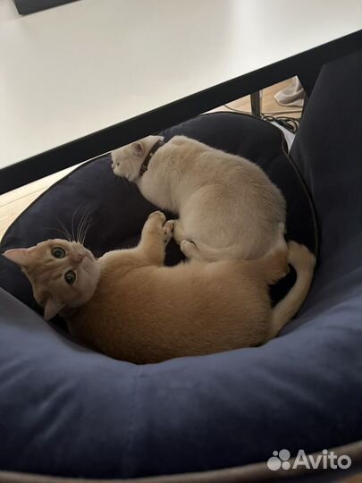 Отдадим в хорошие руки двух кошек