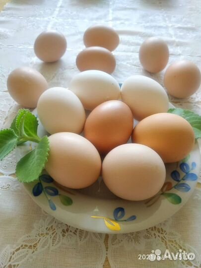 Домашние куриные и перепелиные яйца