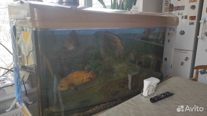 Аквариум