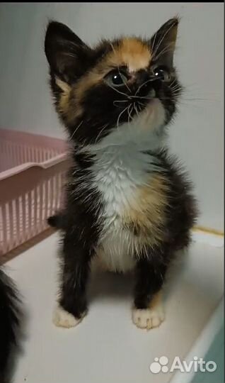 Котенок (кошека) трехцветка