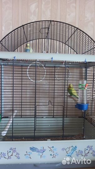 Волнистый попугай с клеткой пара