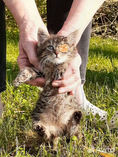 Котёнок в добрые руки котик мальчик