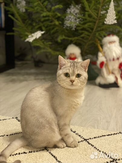 Шотландская прямоухая кошка