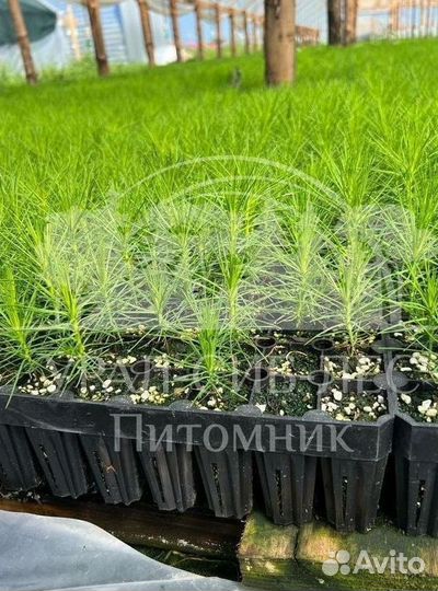 Сеянцы зкс Сосна окс Ель Лиственница Горная