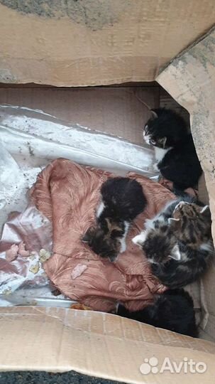 Котята с мусорки