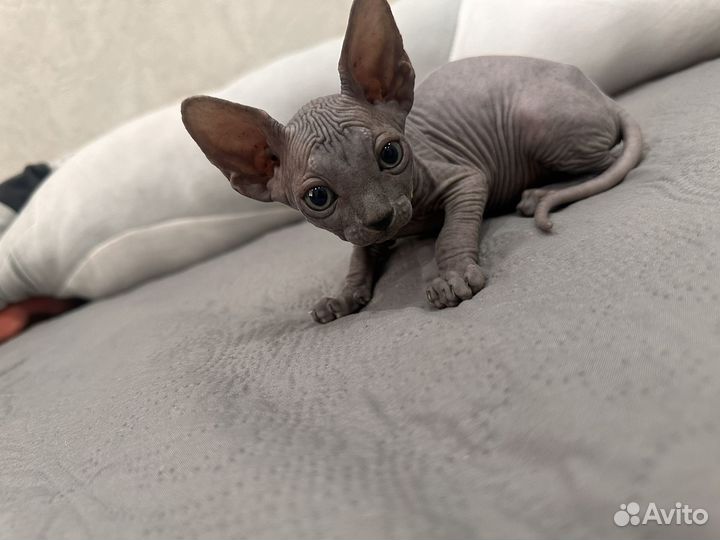 Канадский сфинкс