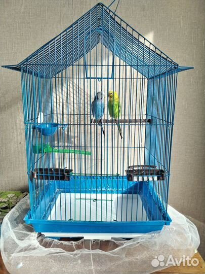 Волнистые попугай с клеткой
